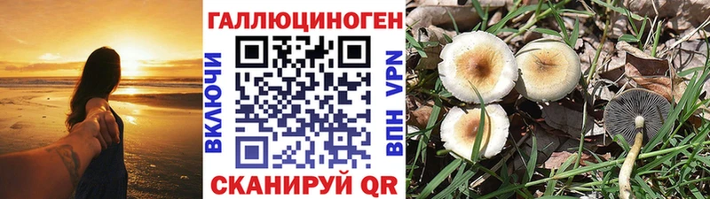 Галлюциногенные грибы Psilocybine cubensis  купить наркотик  Бикин 
